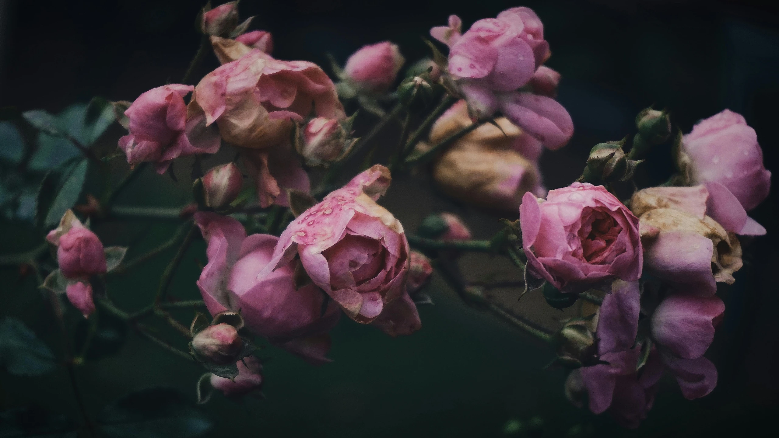 a bunch of pink roses sitting on top of a table, an album cover, inspired by Elsa Bleda, pexels contest winner, just after rain, flowering buds, dark and grungy, desktop wallpaper