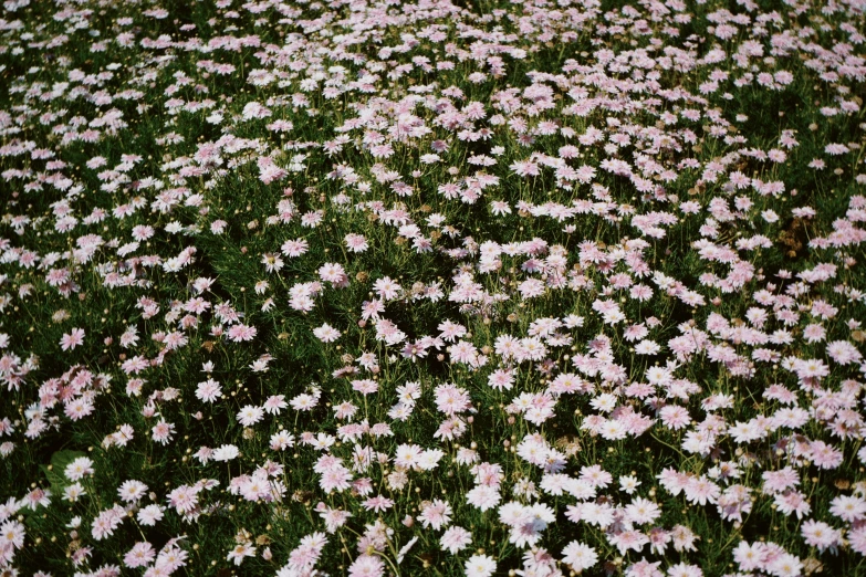 a bunch of pink flowers sitting on top of a lush green field, by Elsa Bleda, sōsaku hanga, lying on a bed of daisies, 2 0 0 0's photo, garden flowers pattern, botanical garden