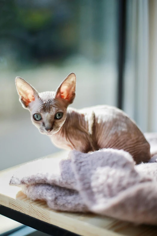 a cat sitting on top of a table next to a window, a portrait, trending on pexels, hairless, the sphinx, lying on a fuzzy blanket, soft delicate draconic features