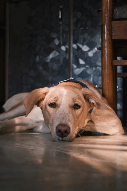 a dog that is laying down on the floor, a portrait, trending on reddit, 2 4 mm iso 8 0 0 color, long ears, gif, a wooden