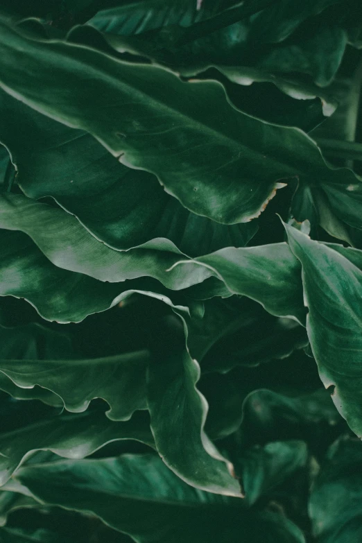 a close up of a plant with green leaves, inspired by Art Green, trending on unsplash, alessio albi, sustainable materials, background image, multiple stories