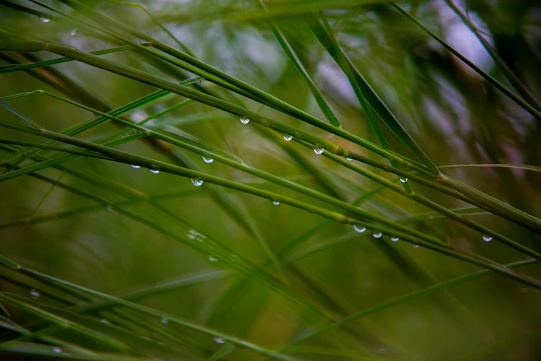 a close up of a plant with water droplets on it, by Jan Rustem, unsplash, hurufiyya, reeds, multiple stories, green foliage, thumbnail