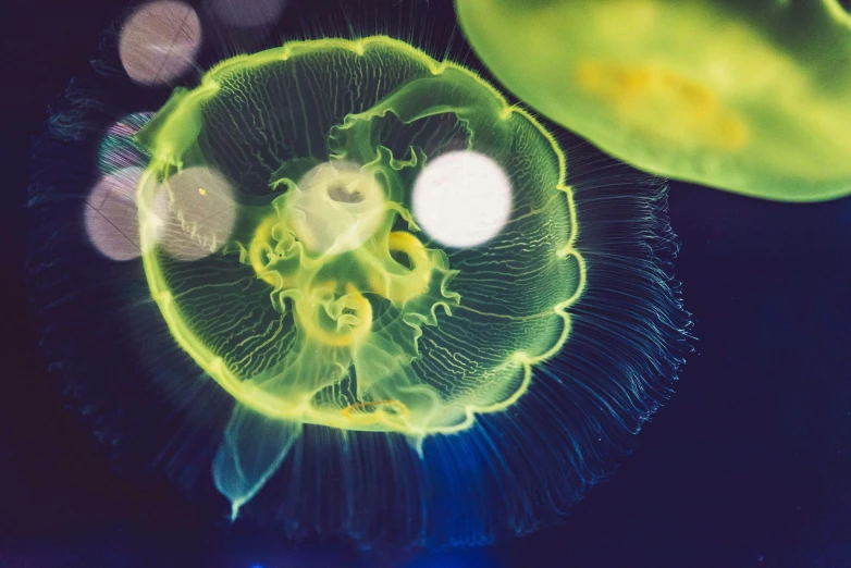 a couple of jellyfish floating next to each other, a microscopic photo, by Adam Marczyński, unsplash, some yellow green and blue, the inside of a ufo, lights with bloom, 2022 photograph