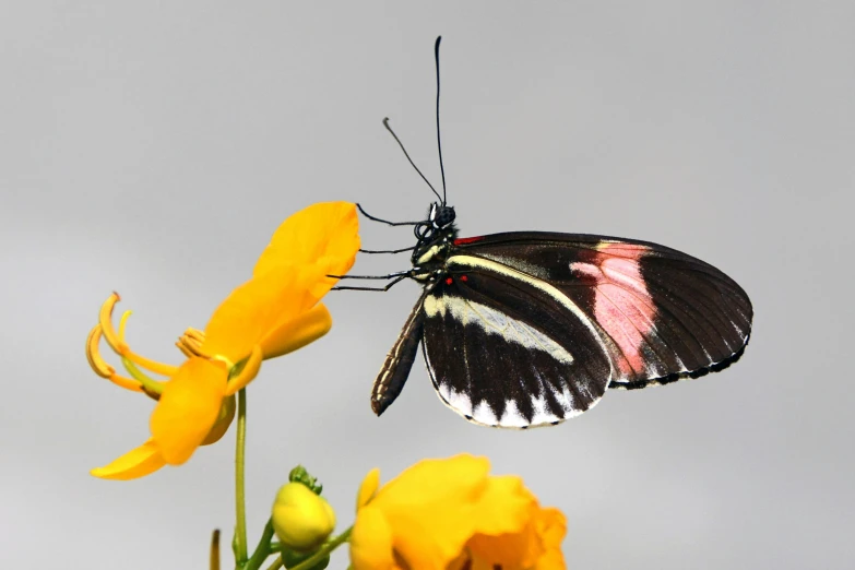 a butterfly sitting on top of a yellow flower, celebrating, black and yellow and red scheme, getty images, fan favorite