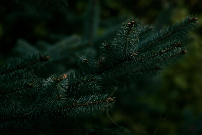 a close up of a pine tree branch, an album cover, inspired by Elsa Bleda, trending on unsplash, dense lush forest at night, stacked image, subtle detailing, today\'s featured photograph 4k