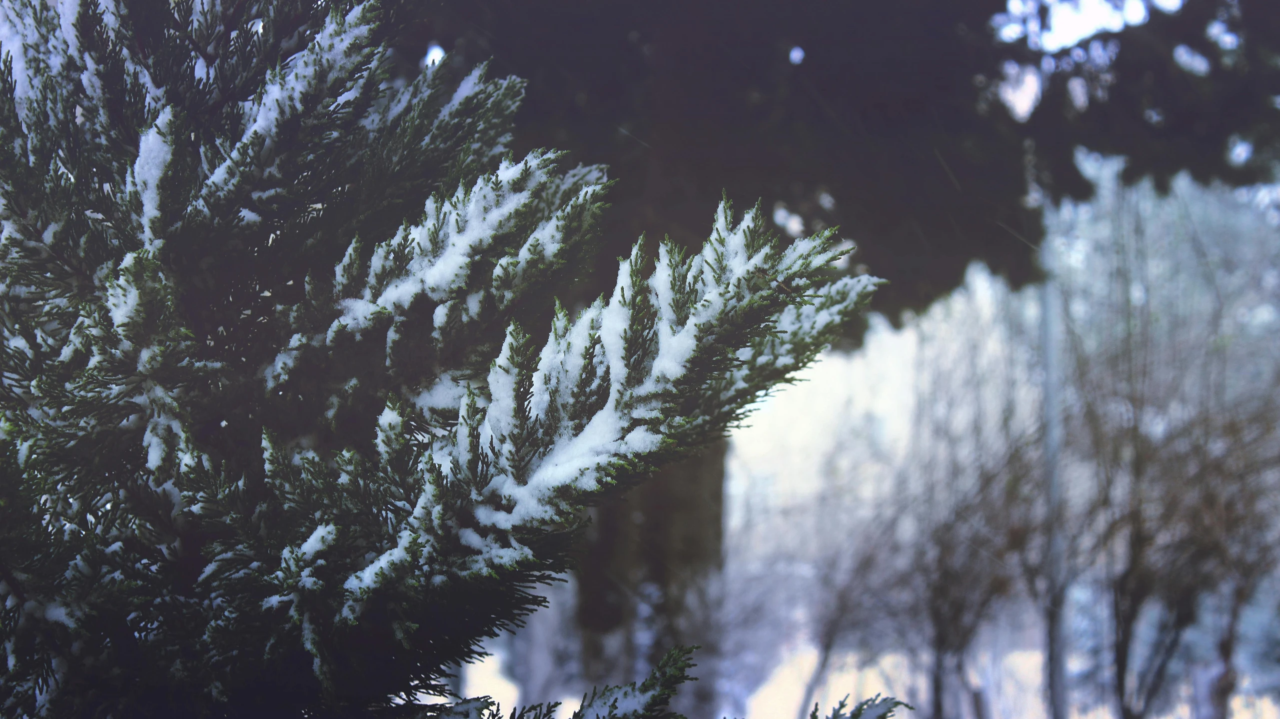 a couple of trees that are in the snow, an album cover, inspired by Arthur Burdett Frost, unsplash, low detail, cedar, vhs colour photography, evergreen branches