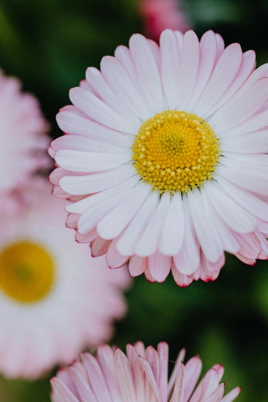 a close up of a bunch of pink flowers, a macro photograph, by Jan Tengnagel, unsplash, daisy, 8k resolution”, color image, today\'s featured photograph 4k