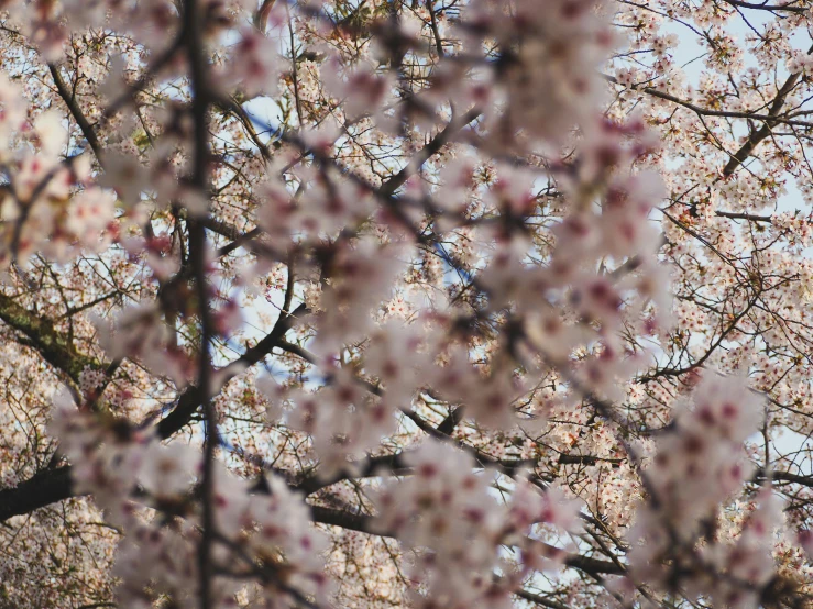 a couple of birds sitting on top of a tree, by Carey Morris, unsplash, sōsaku hanga, lush sakura, 2 5 6 x 2 5 6 pixels, photograph of april, detailed trees in bloom