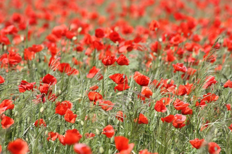 a field filled with lots of red flowers, a portrait, by Lorraine Fox, pixabay, 1024x1024, poppies, postcard, grain”