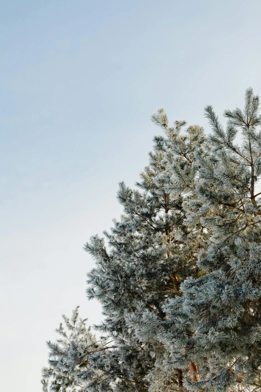 a man riding a snowboard down the side of a snow covered slope, an album cover, inspired by Édouard Detaille, trending on unsplash, romanticism, pine tree, an enormous silver tree, close - up profile, white and pale blue