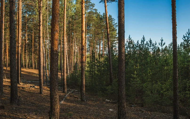 a forest filled with lots of tall trees, by Jacob Kainen, unsplash, hurufiyya, summer evening, panoramic, ((trees)), pine