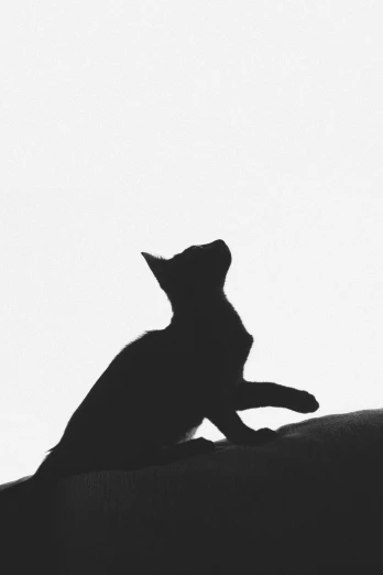 a black cat sitting on top of a person's arm, a black and white photo, unsplash, conceptual art, silhouetted, ffffound, warrior cats, minimalistic aesthetics
