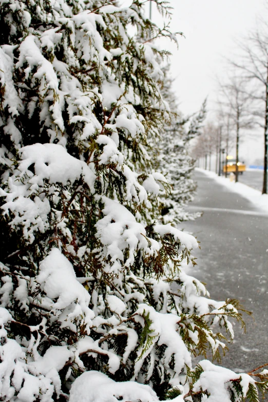 a fire hydrant sitting on the side of a road covered in snow, by Jaakko Mattila, happening, tree; on the tennis coat, schools, espoo, detailed trees