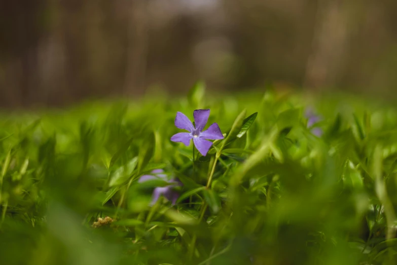 a purple flower sitting on top of a lush green field, a macro photograph, unsplash, forest floor, mediumslateblue flowers, cinematic shot ar 9:16 -n 6 -g, flax