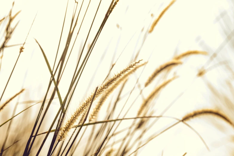 tall grass blowing in the wind on a sunny day, unsplash, minimalism, beige and gold tones, grain”, brown, gold