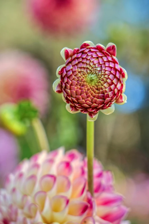 a close up of a flower with a blurry background, trypophobia, long pointy pink nose, paper chrysanthemums, tall