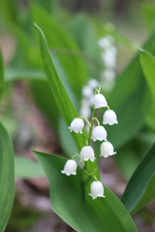 a close up of a flower of lily of the valley, by Kristin Nelson, renaissance, in a woodland glade, bells, wisconsin, square