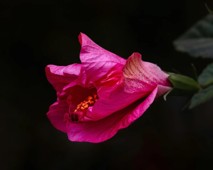 a close up of a pink flower on a stem, by Phyllis Ginger, pexels contest winner, hurufiyya, draped with red hybiscus, against dark background, slide show, bougainvillea