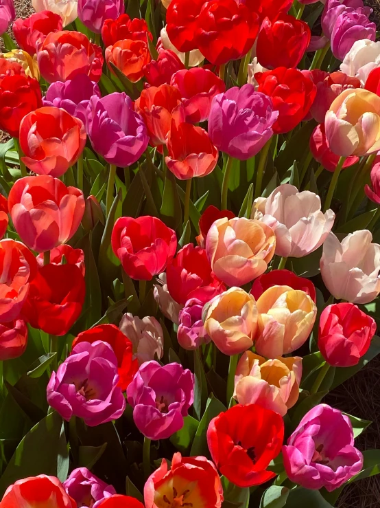 a garden filled with lots of different colored tulips, best selling, fan favorite, medium-shot, crimson