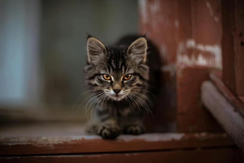 a small kitten sitting on top of a window sill, a portrait, pexels contest winner, fierce expression 4k, a wooden, australian, brown