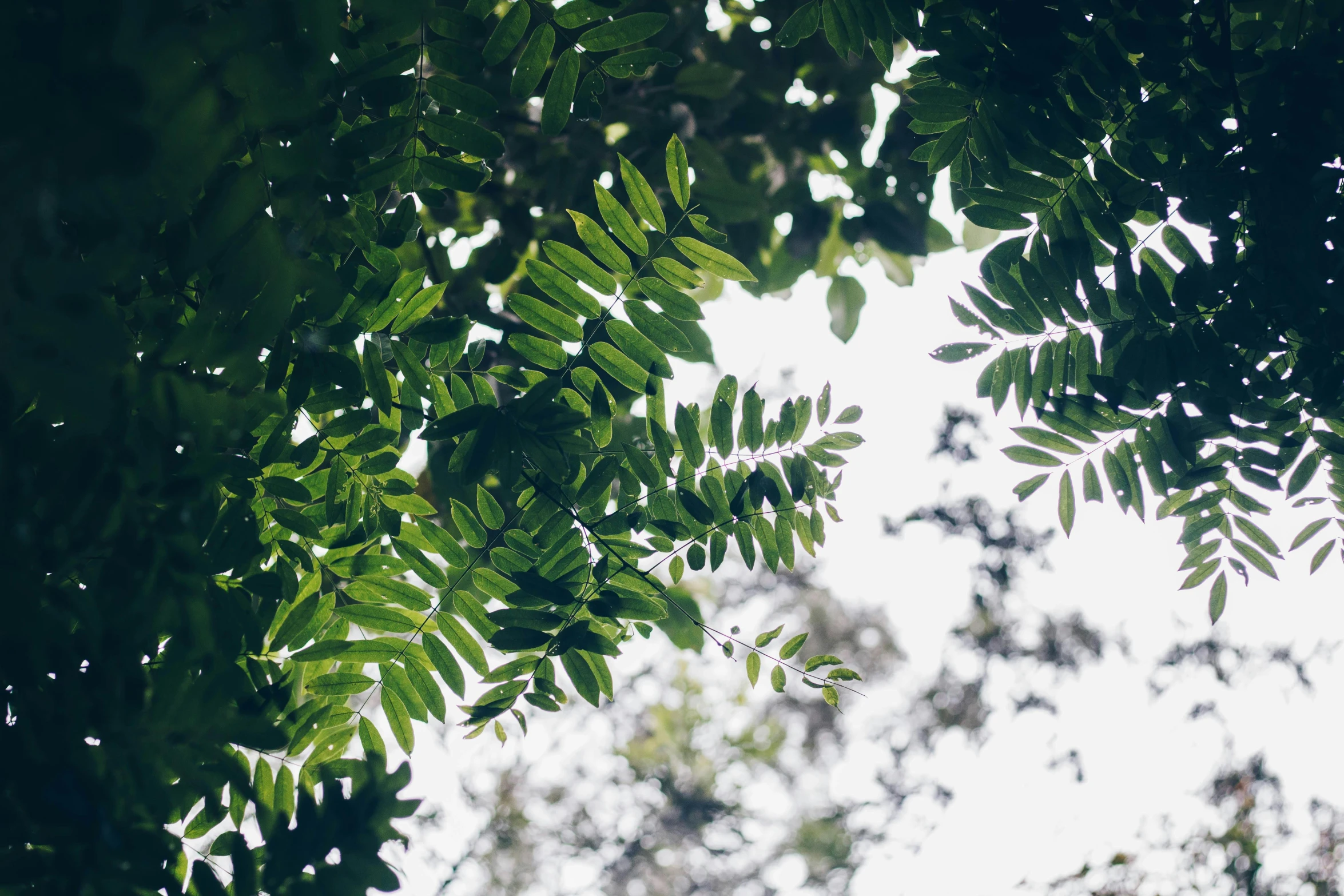 the sun shines through the leaves of a tree, an album cover, unsplash, hurufiyya, moringa oleifera leaves, as seen from the canopy, muted green, victoria siemer