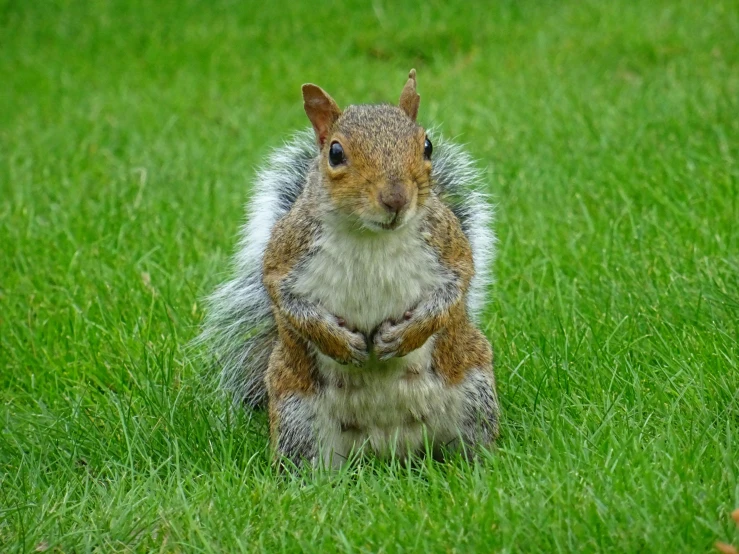 a squirrel standing on its hind legs in the grass, inspired by Chippy, pixabay contest winner, renaissance, smirking at the camera, 🐿🍸🍋, big chungus, grey