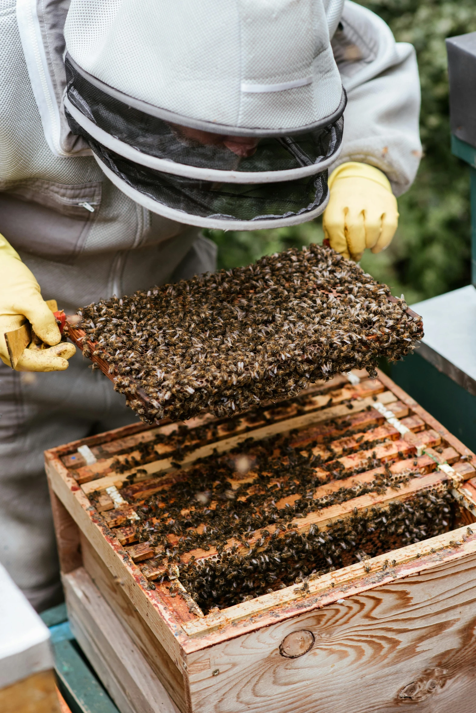 a beekeeper inspects a beehive full of bees, by Winona Nelson, carrying a tray, richly textured, multi-part, tall