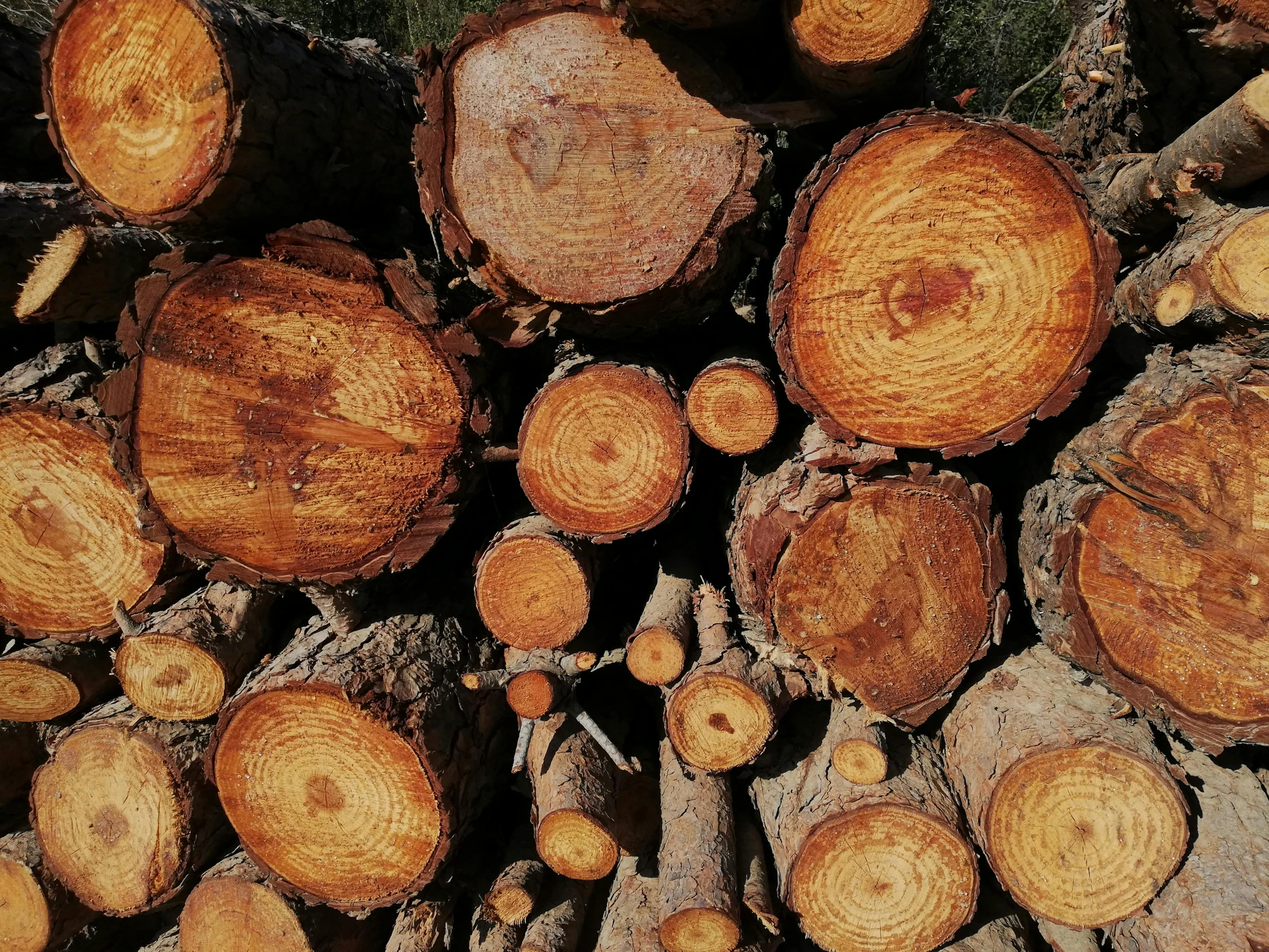 a pile of logs sitting next to each other, pexels contest winner, profile image, thumbnail, 3 4 5 3 1, arrendajo in avila pinewood