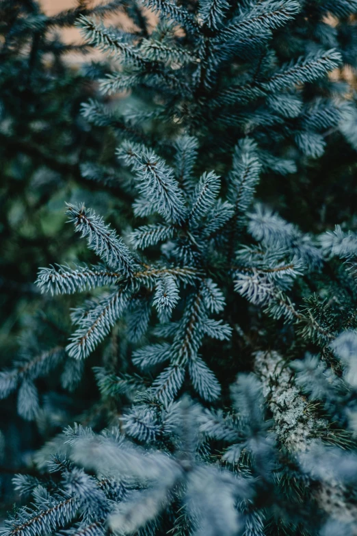 a close up of a pine tree with snow on it, an album cover, inspired by Elsa Bleda, trending on unsplash, baroque, midnight-blue, 🌲🌌, blue gray, smooth tiny details