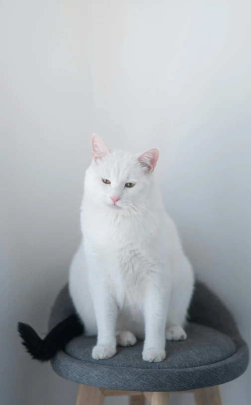 a white cat sitting on top of a stool, white backdrop, shot with sony alpha, low quality photo