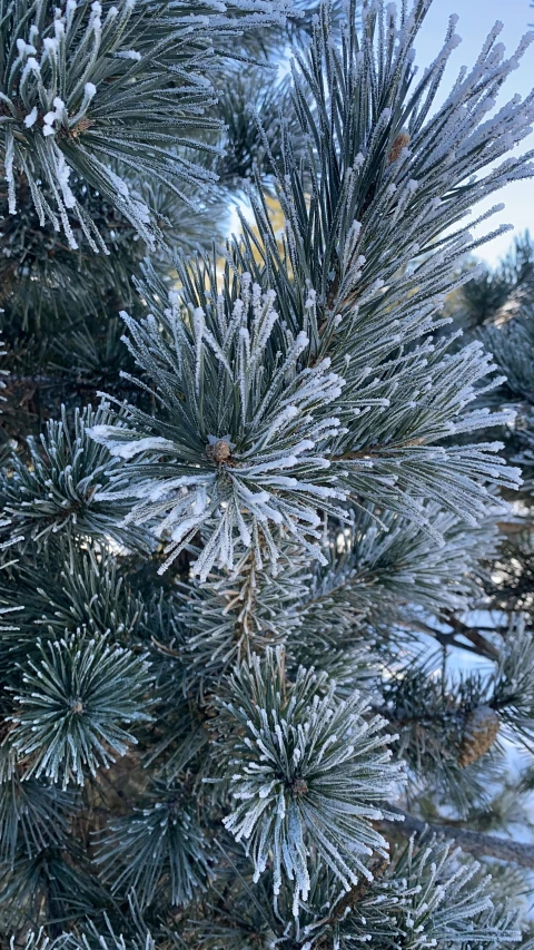 a close up of a pine tree with snow on it, inspired by Arthur Burdett Frost, pexels, crystal formation, hi-res, translucent leaves, 1 8 9 0 s