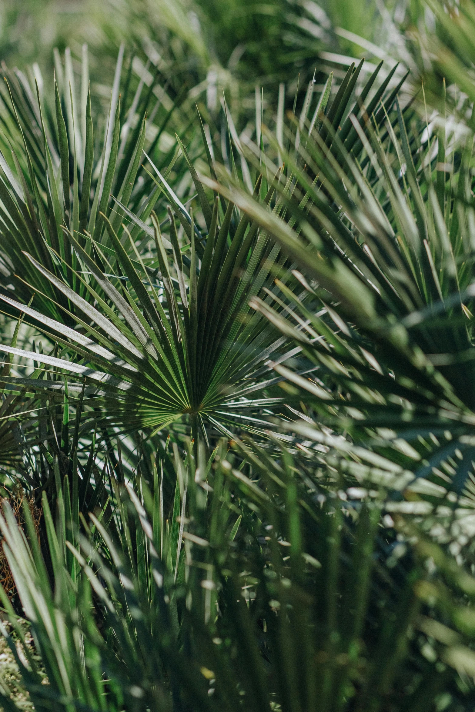 a fire hydrant sitting in the middle of a lush green field, unsplash, hurufiyya, chest covered with palm leaves, huge spines, some zoomed in shots, exterior botanical garden