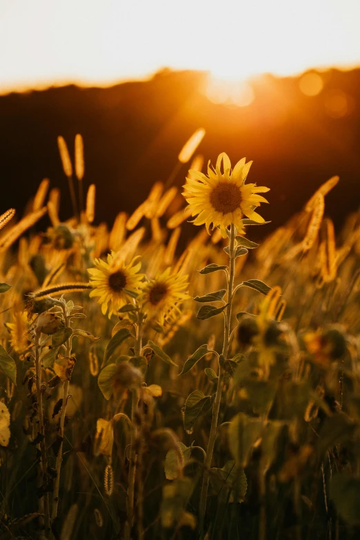 a field of sunflowers with the sun setting in the background, pexels contest winner, gold flowers, paul barson, meadows, lights with bloom
