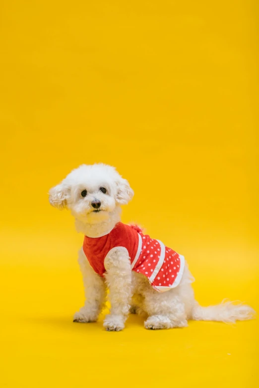 a small white dog wearing a red shirt, by Mi Fu, pexels, pop art, wearing in a summer dress, on a yellow canva, dressed in a lacy, gif