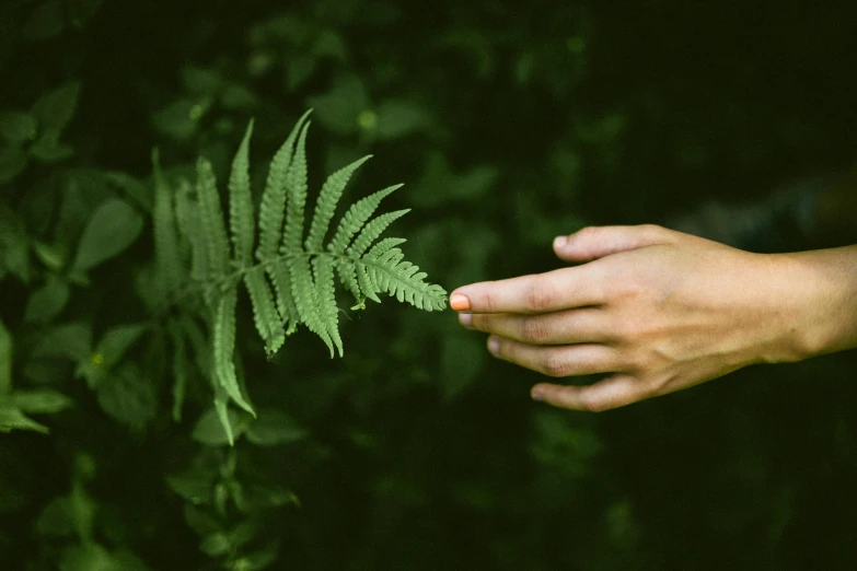 a person holding a fern leaf in their hand, an album cover, inspired by Elsa Bleda, pexels contest winner, naturalism, reaching out to each other, forest green, high quality product image”, medium format. soft light