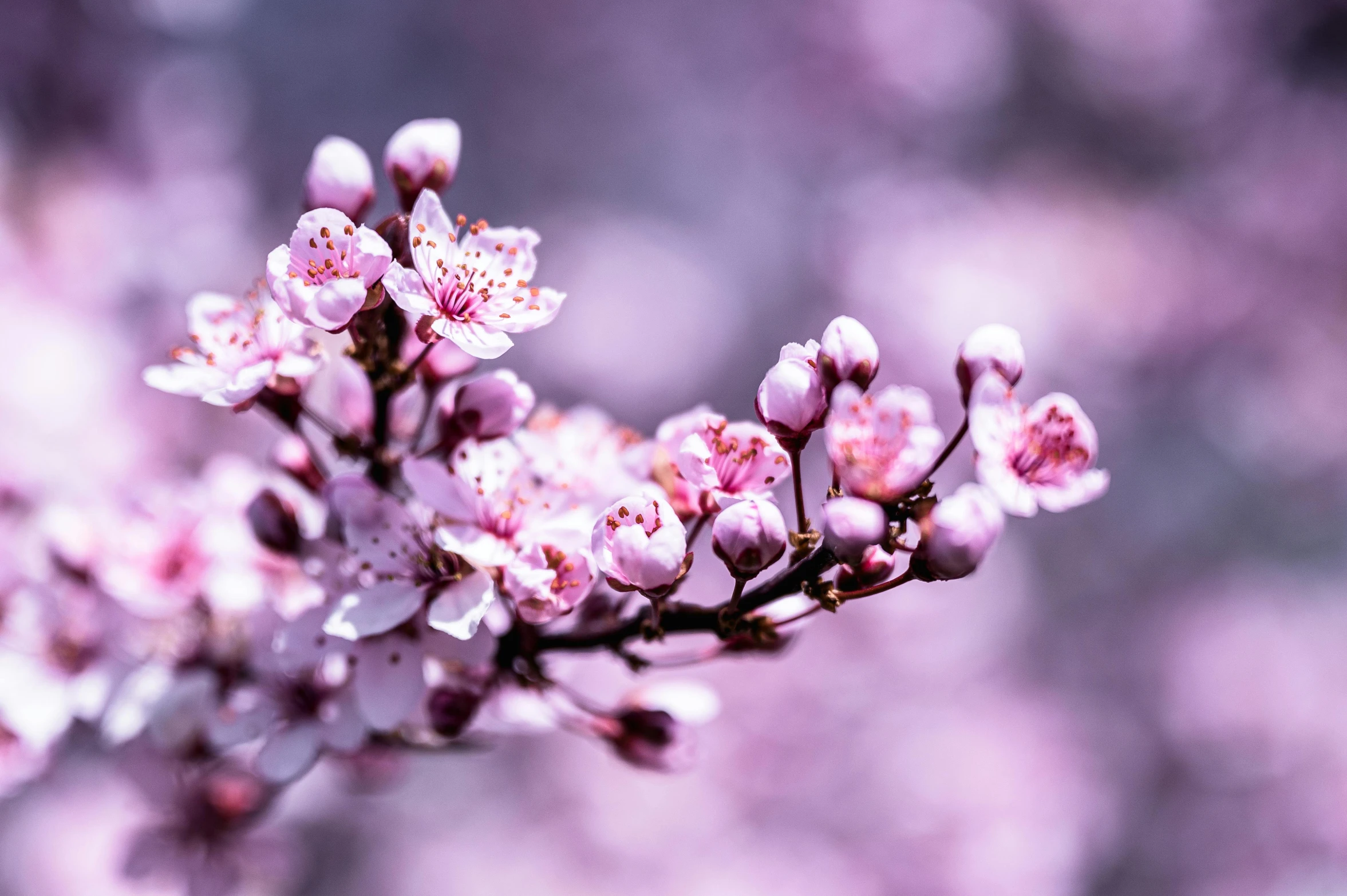 a close up of a bunch of flowers on a tree, by Niko Henrichon, trending on unsplash, sakura flower, paul barson, purple, buds