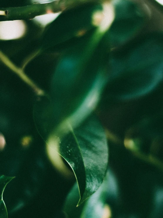 a close up of an orange on a tree, inspired by Elsa Bleda, trending on unsplash, green: 0.5, archways made of lush greenery, magnolia leaves and stems, background image