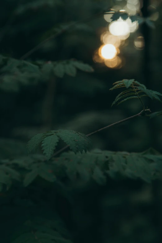 a close up of a plant with the sun in the background, a picture, unsplash, tonalism, moonlit forest environment, night time footage, muted green, ((forest))