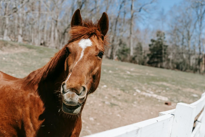 a brown horse standing next to a white fence, pexels contest winner, 👰 🏇 ❌ 🍃, profile image, high cheek bones, ready to eat