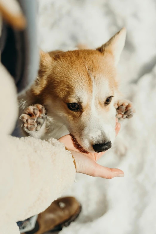 a person petting a dog in the snow, by Julia Pishtar, trending on pexels, a dingo mascot, high angle close up shot, shy looking down, holding paws