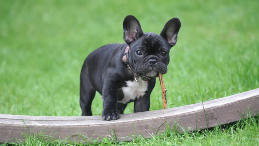 a small black dog standing on top of a wooden rail, french bulldog, digging, facebook post, puppies