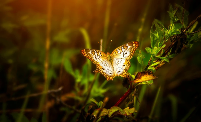 a butterfly that is sitting on a plant, pixabay contest winner, renaissance, bathed in golden light, fan favorite, soft light 4k, instagram photo