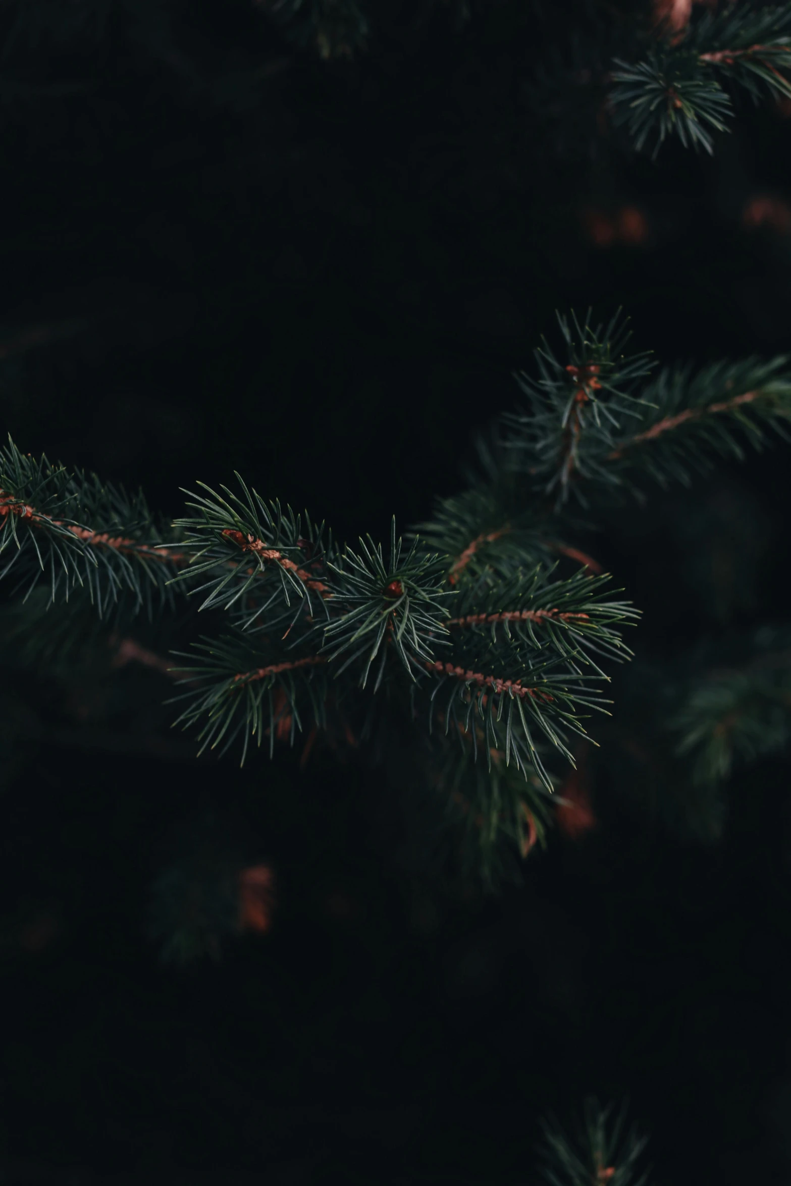 a close up of a pine tree branch, an album cover, inspired by Elsa Bleda, trending on unsplash, dark. no text, christmas night, high quality photo, color image