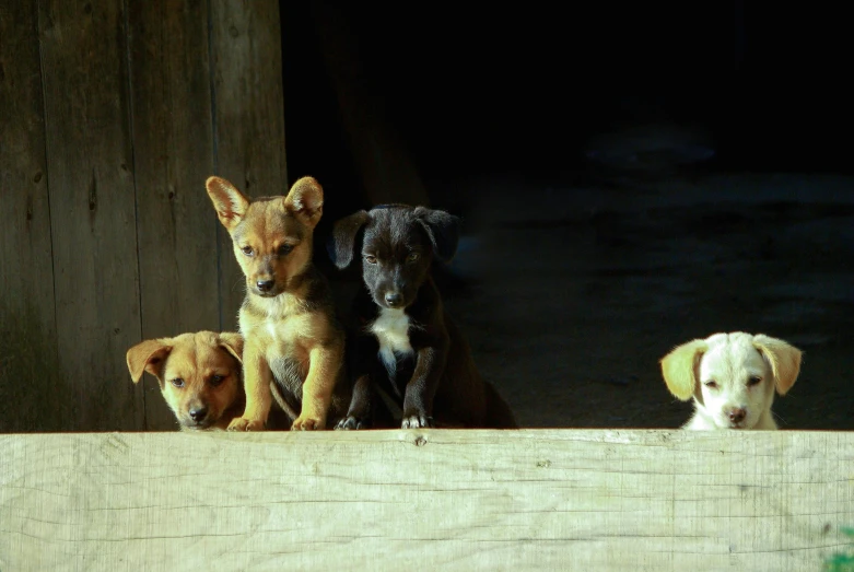 a group of dogs sitting on top of a wooden fence, by Peter Churcher, pexels contest winner, photorealism, puppies, warm coloured, cardboard, australian