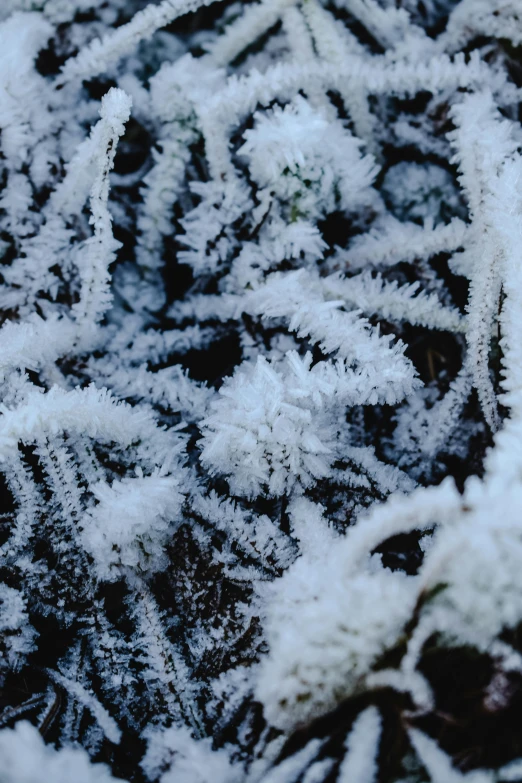 a close up of a snow covered plant, crystal formation, looking down at the forest floor, frosty, in 2 0 1 5