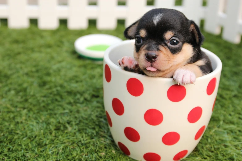 a small dog sitting in a polka dot cup, by Julia Pishtar, pixabay, square, puppies, australian, 2019 trending photo