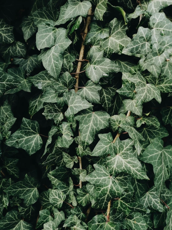 a close up of a plant with green leaves, trending on pexels, ivy, alessio albi, botanical herbarium, patterned