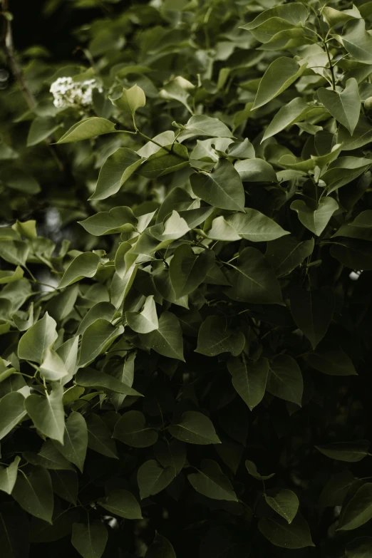 a red fire hydrant sitting on top of a lush green bush, inspired by Elsa Bleda, unsplash, dark green leaves, datura, full frame image, made of leaves