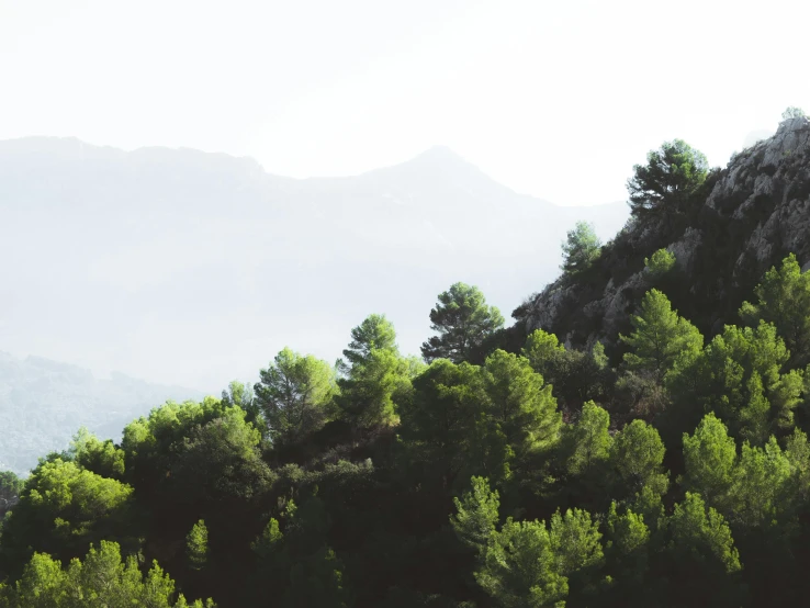 a herd of cattle grazing on top of a lush green hillside, inspired by Eva Gonzalès, unsplash, romanticism, sparse pine trees, costa blanca, ((trees)), distant mountains lights photo