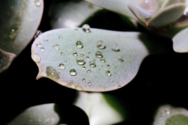 a close up of a plant with water droplets on it, a macro photograph, trending on unsplash, photorealism, hues of subtle grey, lotuses, porcelain skin ”, 33mm photo